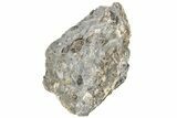 Ammonite (Promicroceras) Cluster - Marston Magna, England #216631-2